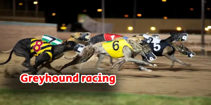 SkyExchange Greyhound Racing